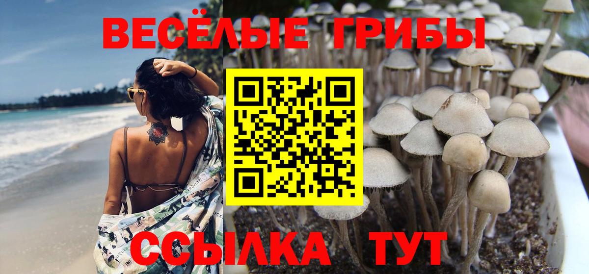 Галлюциногенные грибы Psilocybe  Галлюциногенные грибы прущие грибы  Вичуга  Вход с VPN 